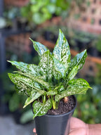 Small Chinese Evergreen Brevispatha