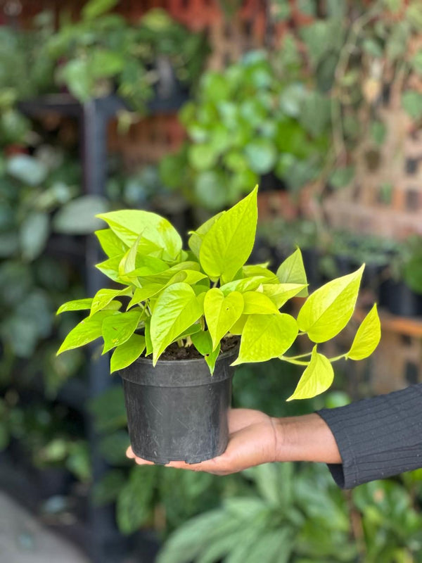 Small Pothos Diamond Lime