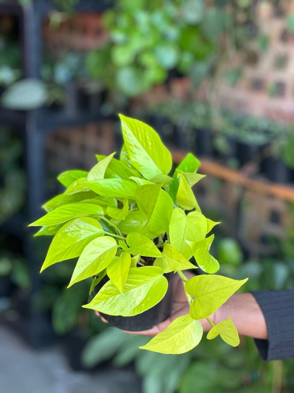 Small Pothos Diamond Lime