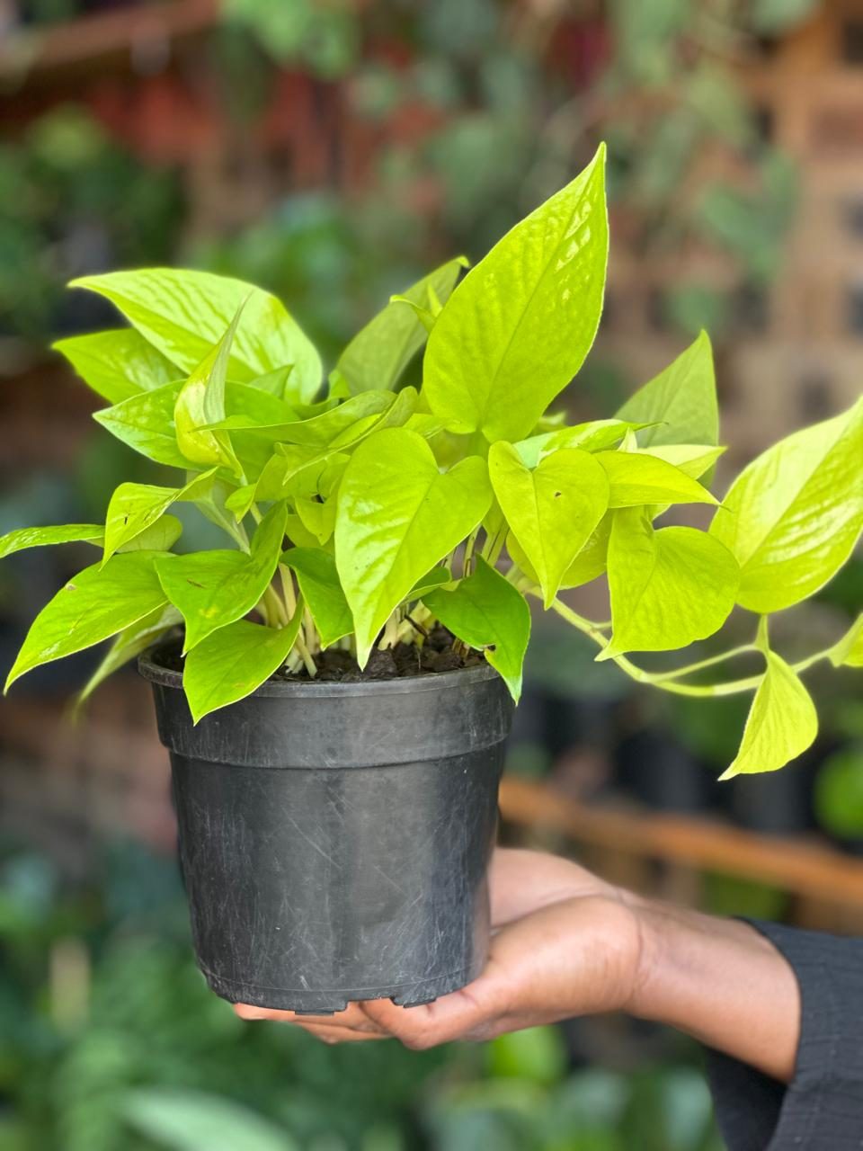 Small Pothos Diamond Lime