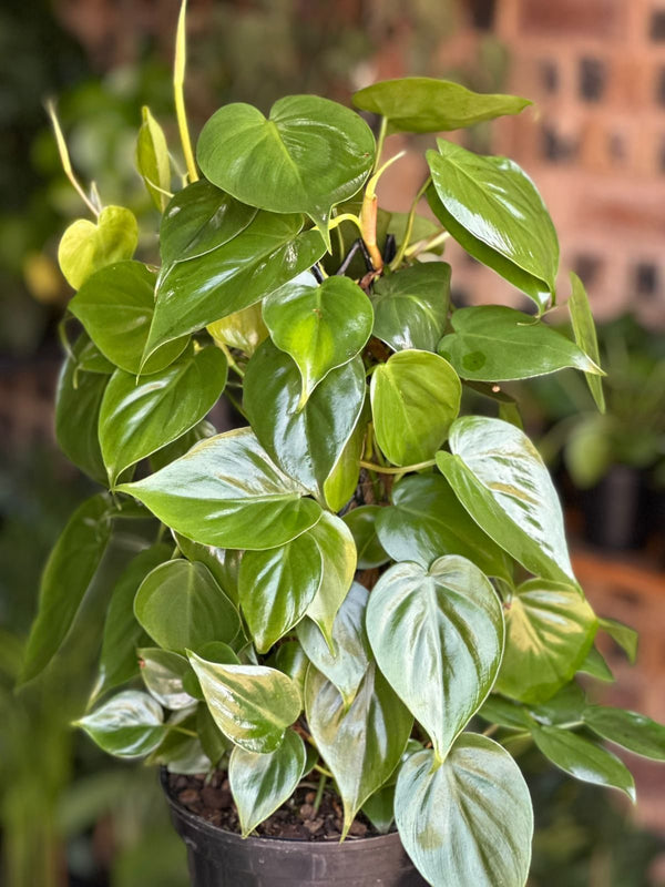 Medium Heart-Leaf Philodendron Moss Pole