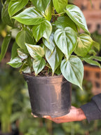 Medium Heart-Leaf Philodendron Moss Pole