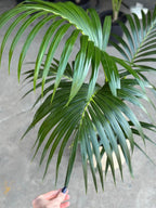 Large Kentia Palm With Basket