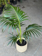 Large Kentia Palm With Basket