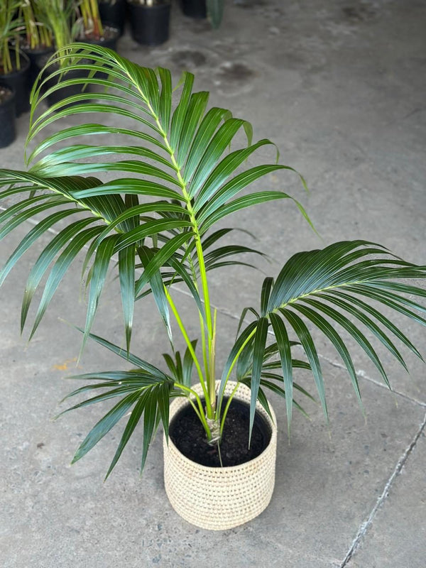 Large Kentia Palm With Basket