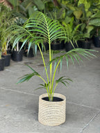 Large Kentia Palm With Basket