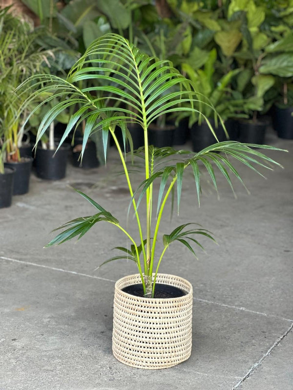 Large Kentia Palm With Basket