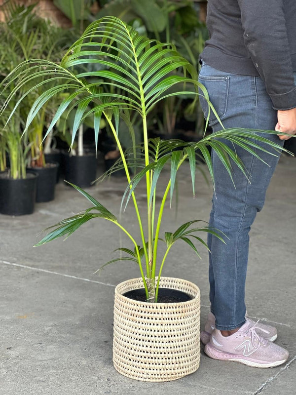 Large Kentia Palm With Basket