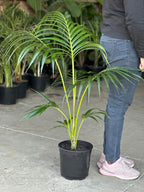 Large Kentia Palm