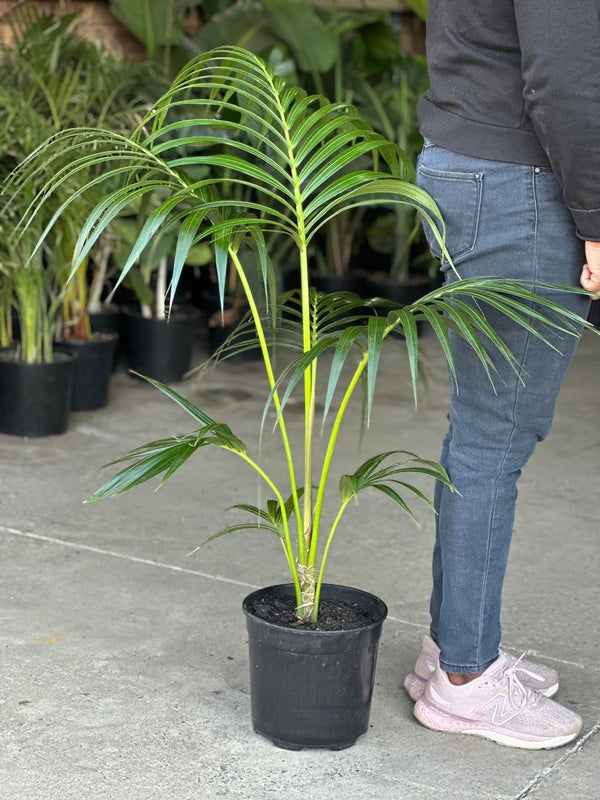 Large Kentia Palm