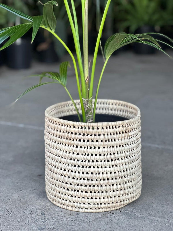 Large Kentia Palm With Basket