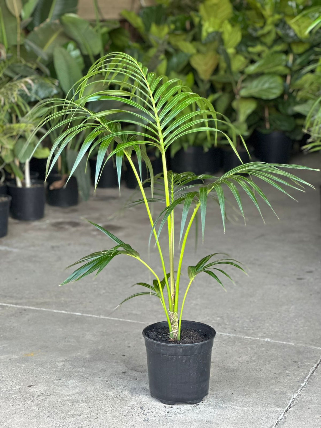 Large Kentia Palm