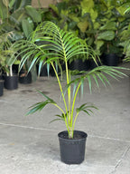 Large Kentia Palm