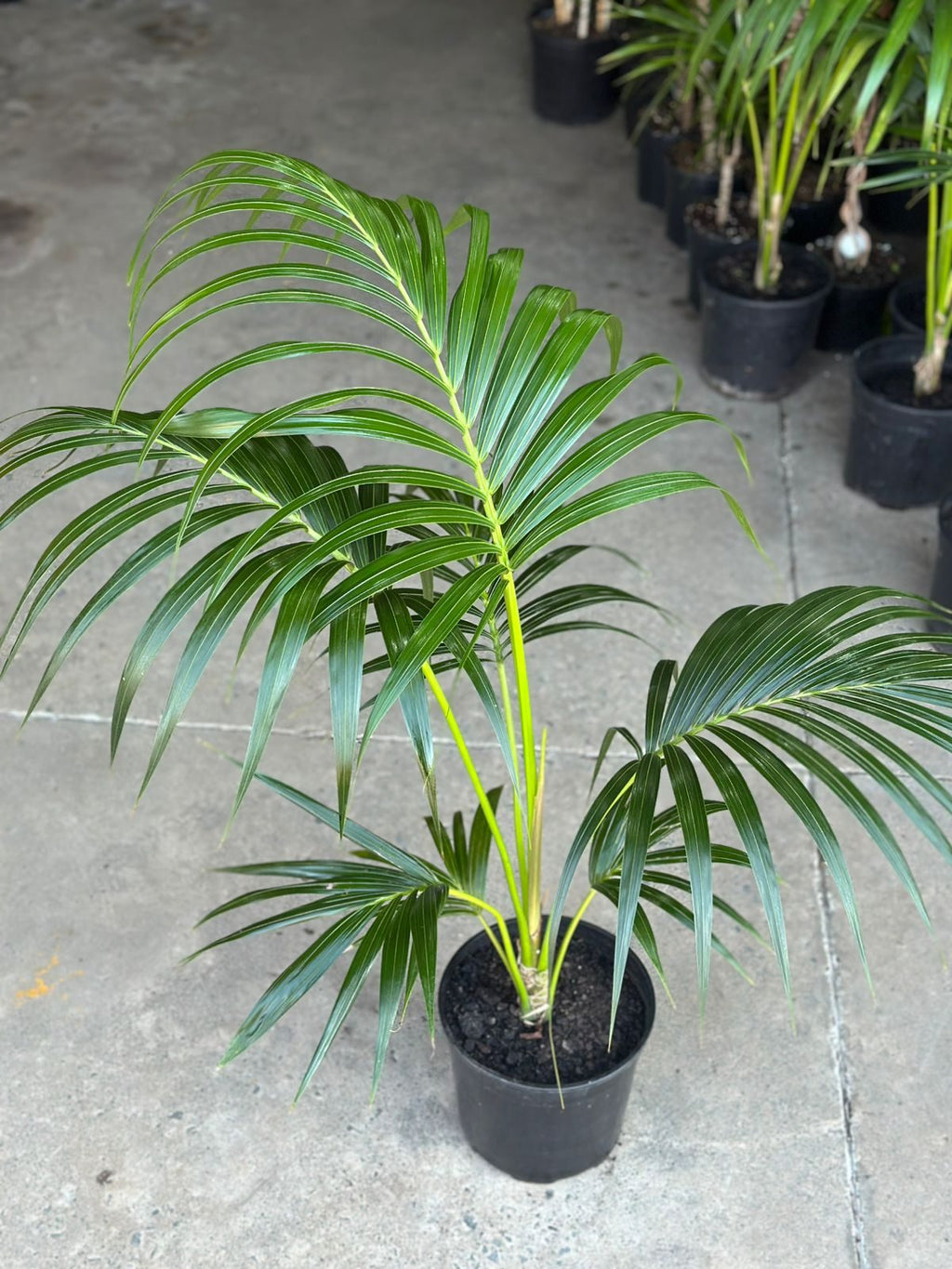 Large Kentia Palm