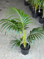 Large Kentia Palm