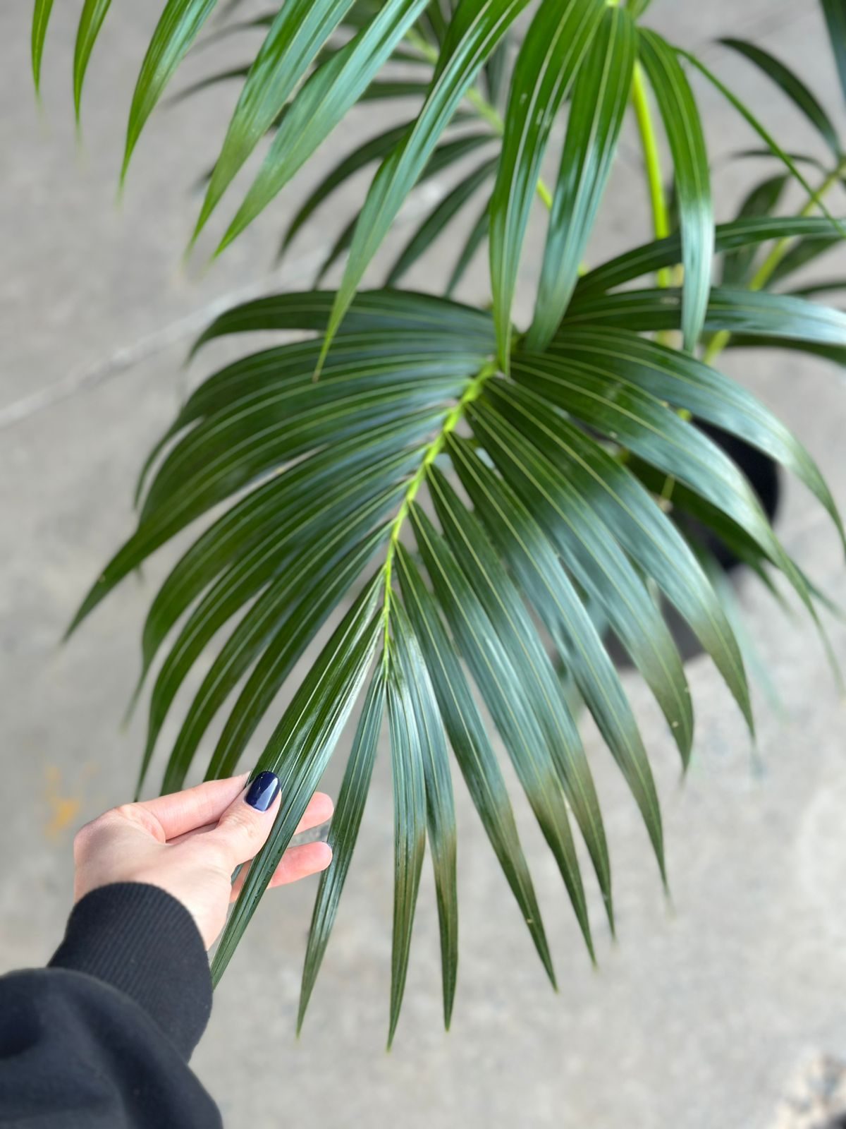 Large Kentia Palm