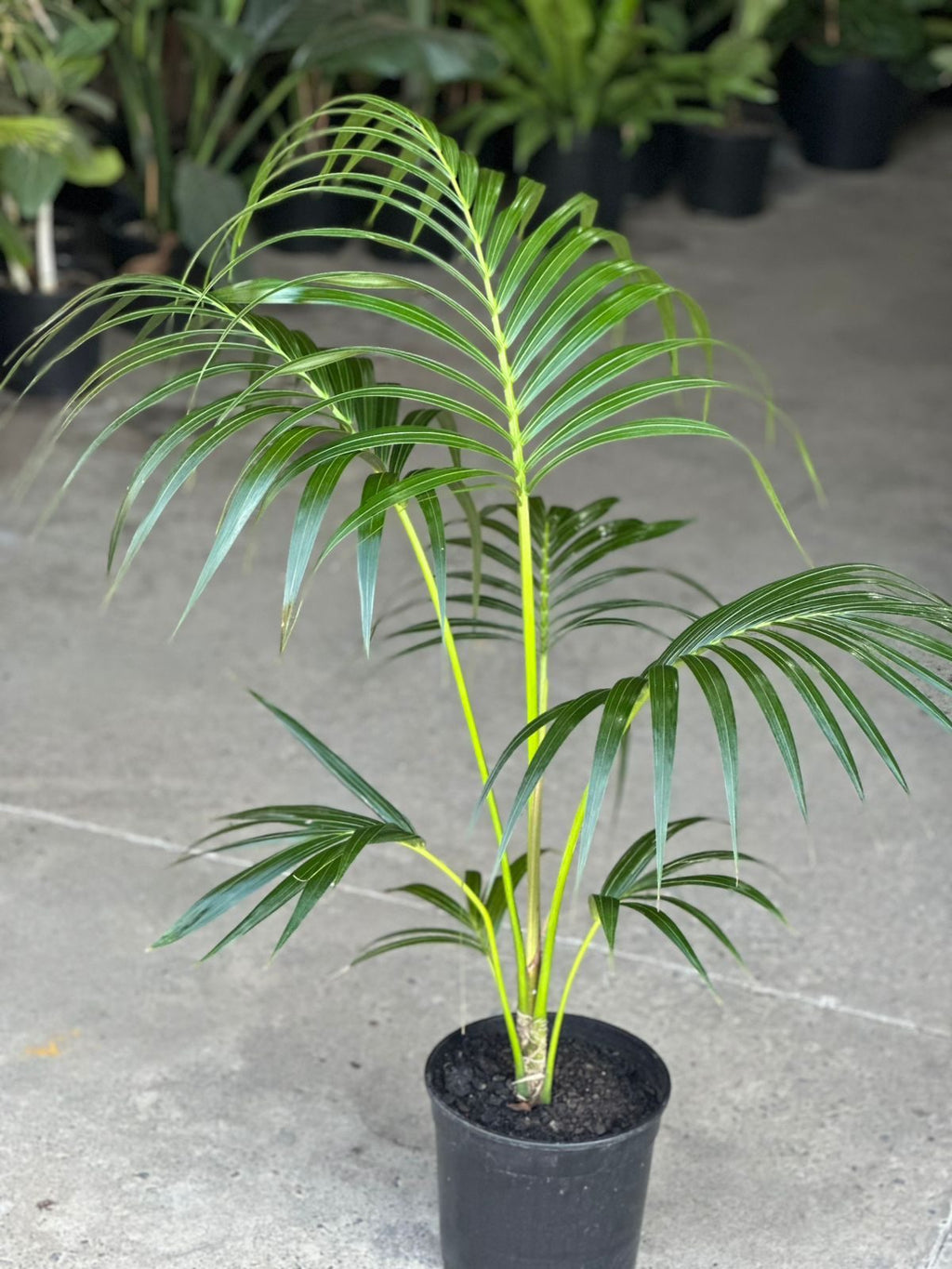 Large Kentia Palm