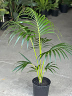 Large Kentia Palm