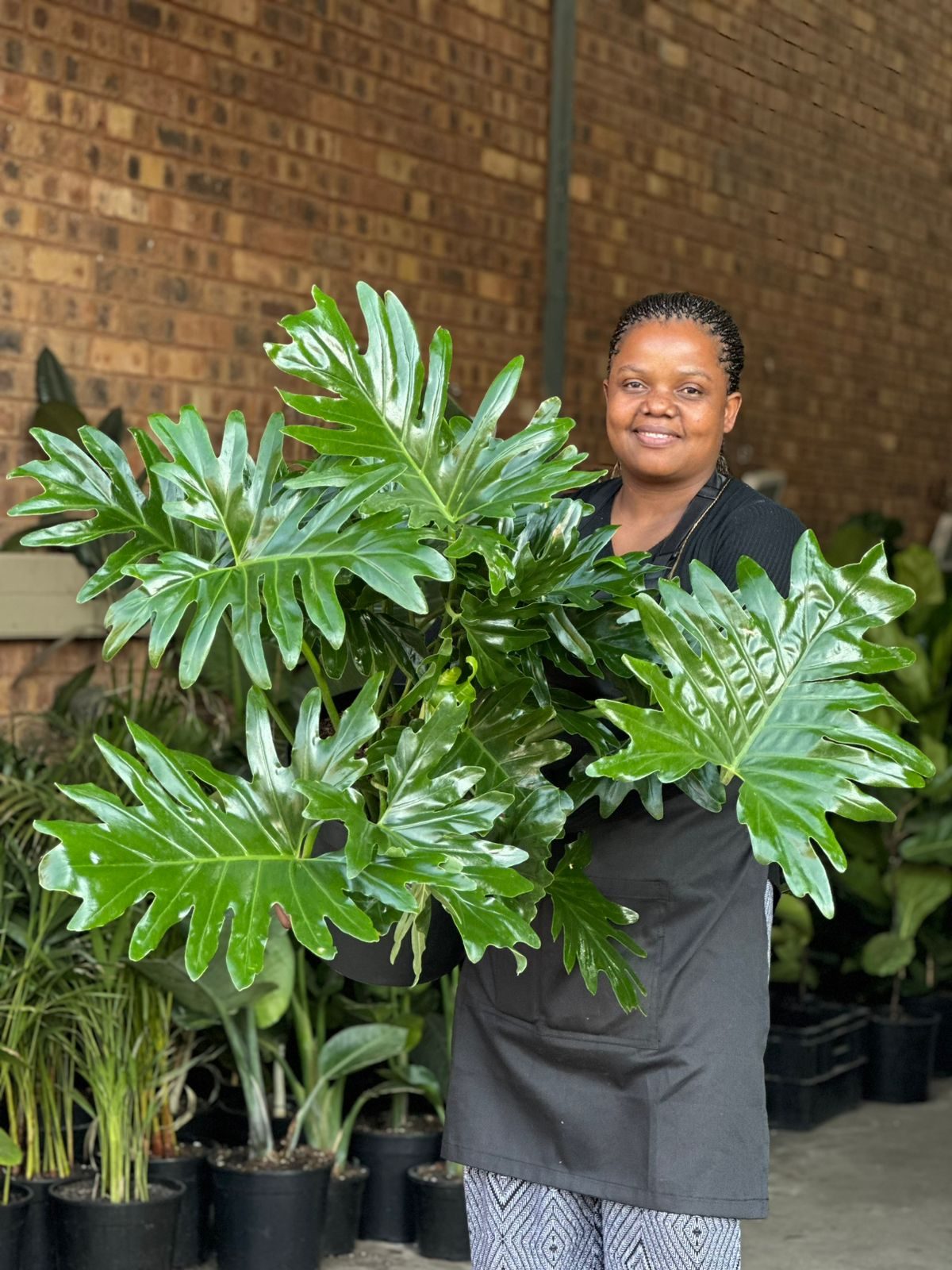 XL Philodendron Selloum