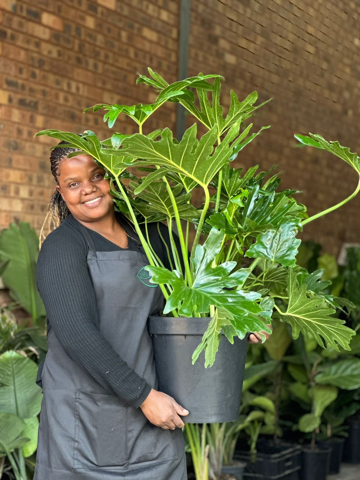 XL Philodendron Selloum