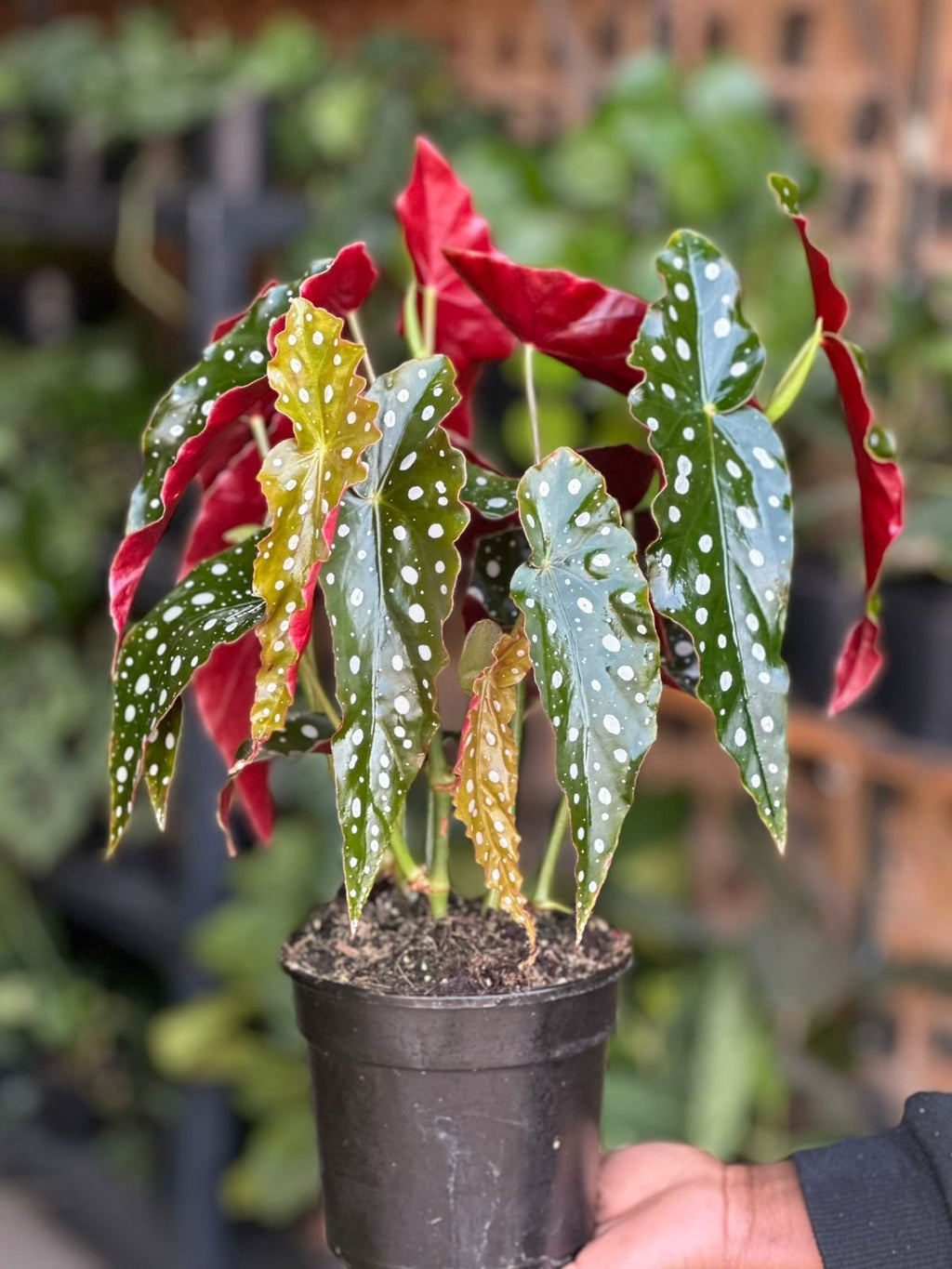 Small Polka Dot Begonia