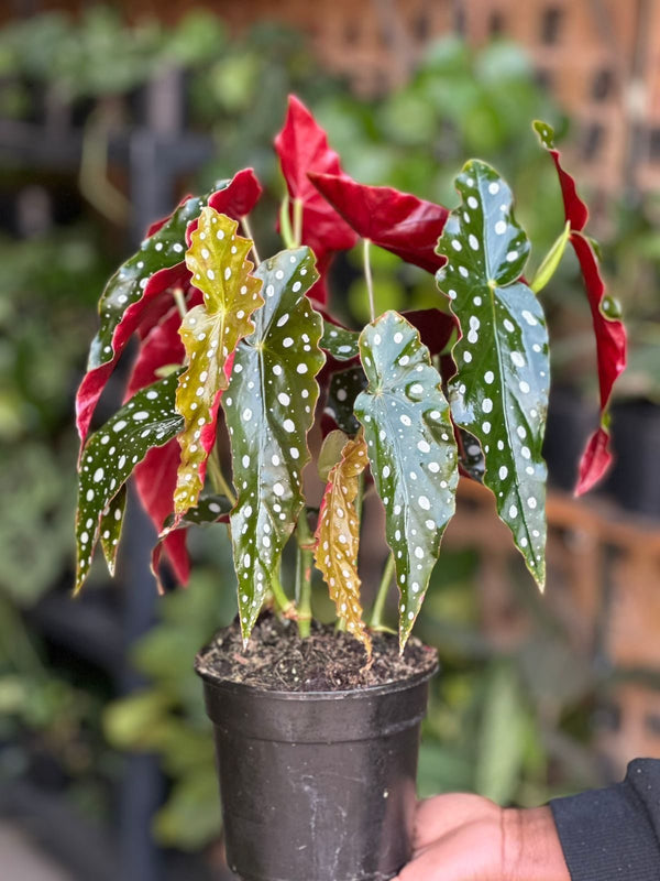 Small Polka Dot Begonia
