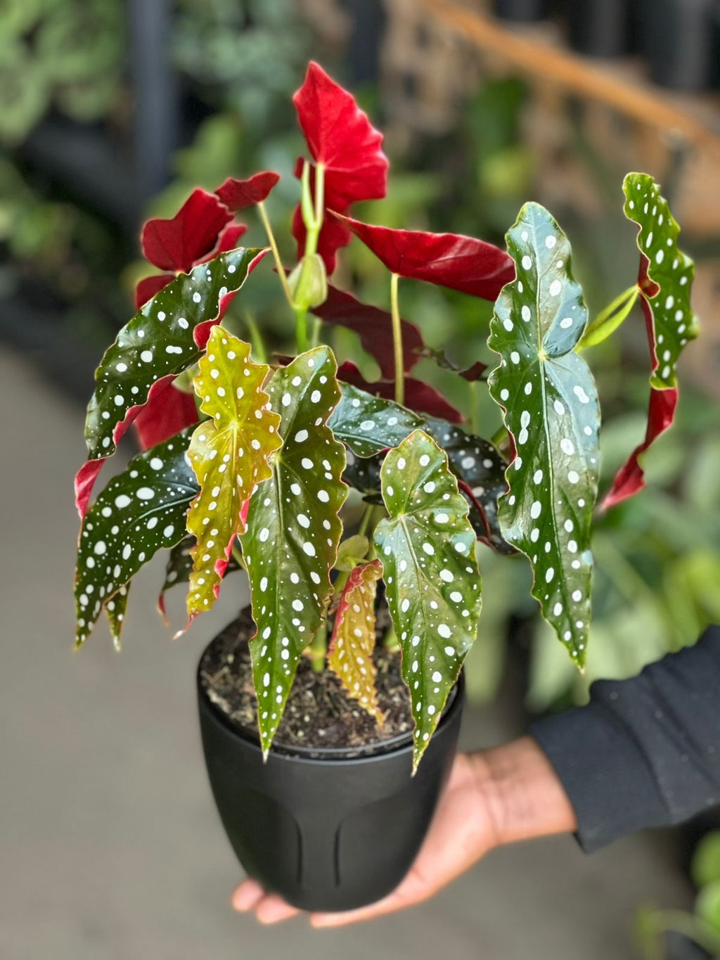 Small Polka Dot Begonia With Decorative Pot
