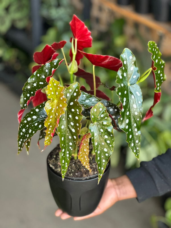 Small Polka Dot Begonia With Decorative Pot
