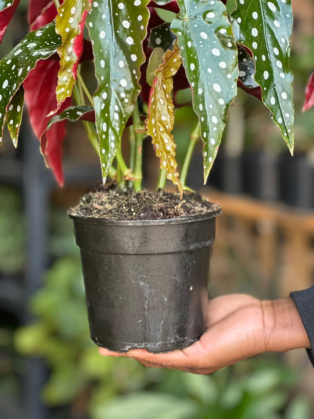 Small Polka Dot Begonia