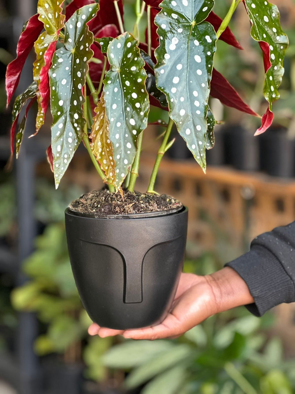 Small Polka Dot Begonia With Decorative Pot