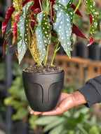 Small Polka Dot Begonia With Decorative Pot