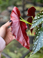 Small Polka Dot Begonia With Decorative Pot