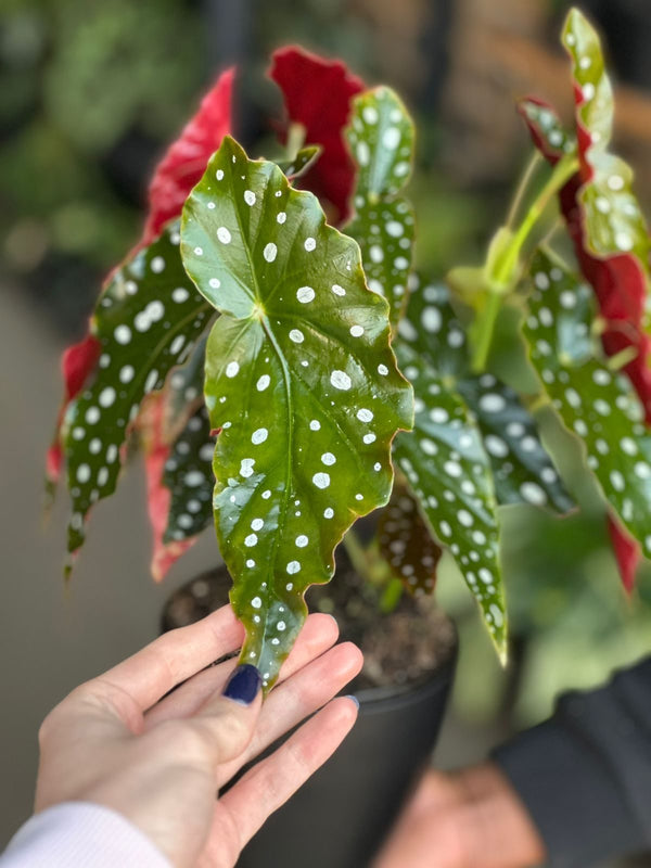 Small Polka Dot Begonia With Decorative Pot