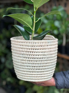 Medium Rubber Plant Robusta With A Basket