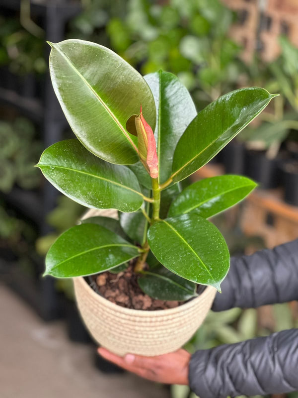 Medium Rubber Plant Robusta With A Basket