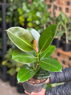 Medium Rubber Plant Robusta