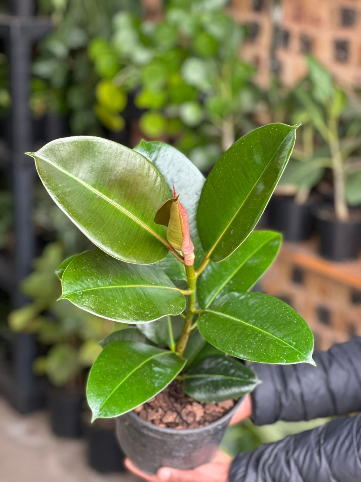 Medium Rubber Plant Robusta