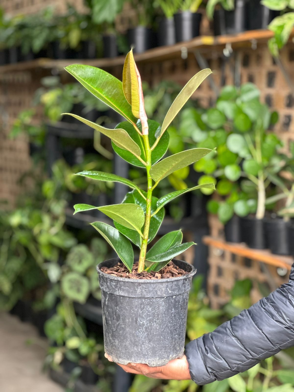 Medium Rubber Plant Robusta