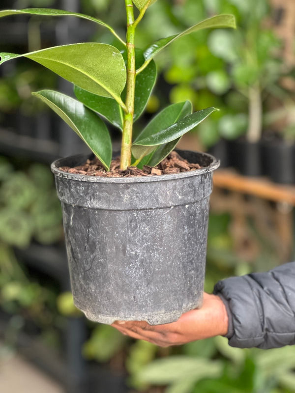 Medium Rubber Plant Robusta