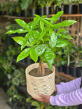 Medium Money Tree With a Basket