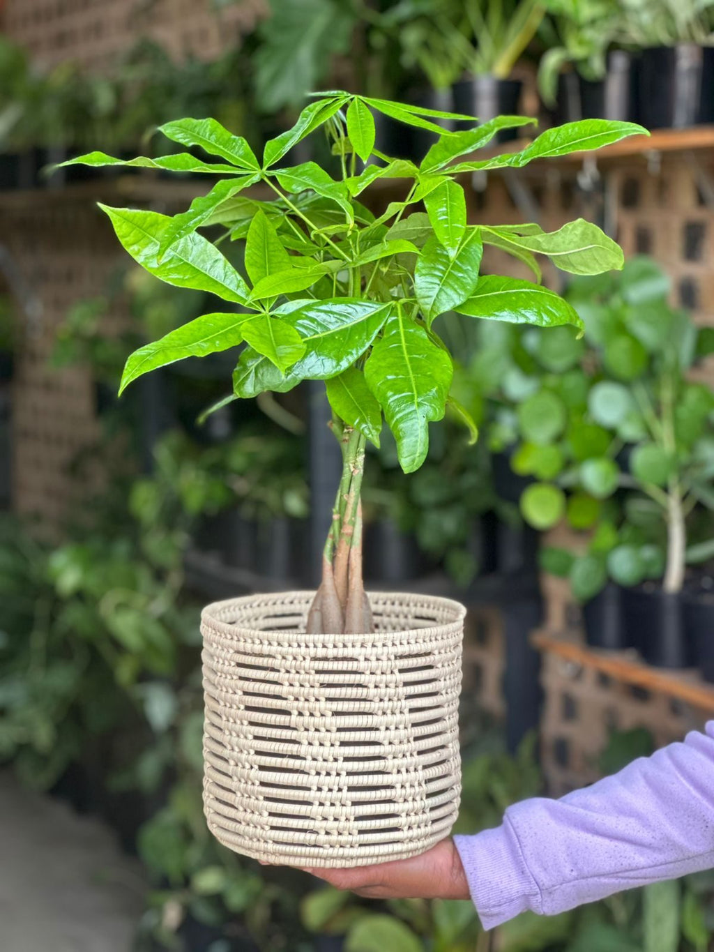 Medium Money Tree With a Basket