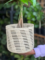 Medium Money Tree With a Basket