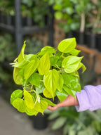 Small Philodendron Neon