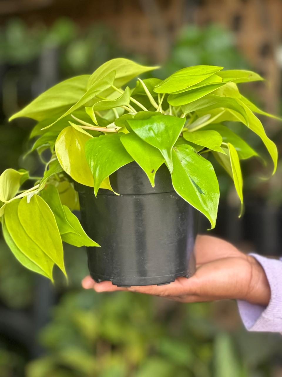 Small Philodendron Neon