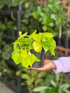 Small Philodendron Neon