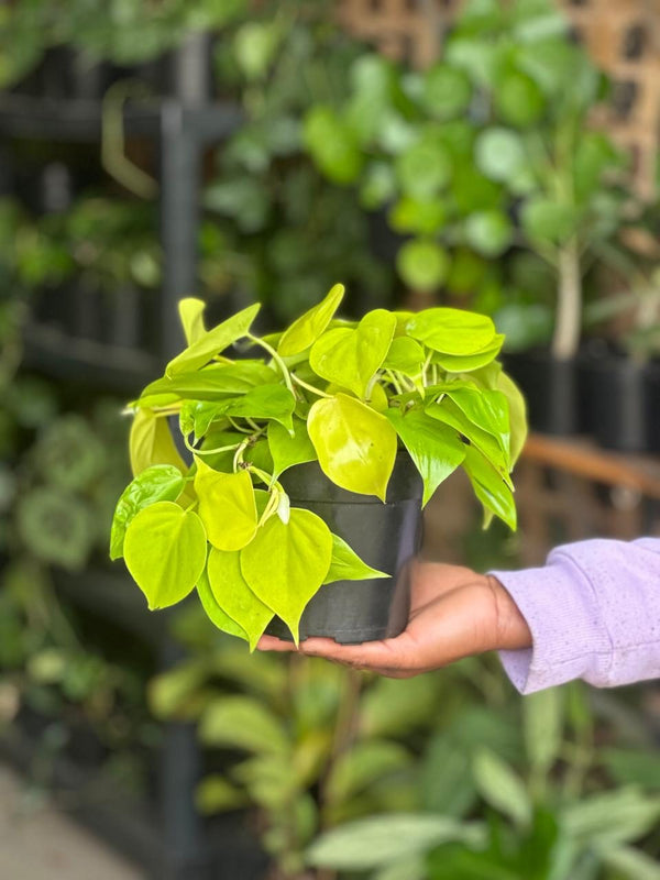 Small Philodendron Neon