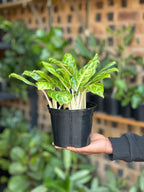 Small Chinese Evergreen Golden Spoon