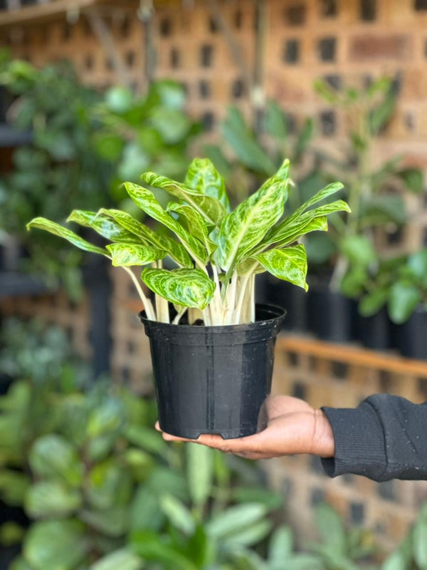 Small Chinese Evergreen Golden Spoon