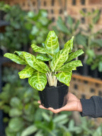 Small Chinese Evergreen Golden Spoon