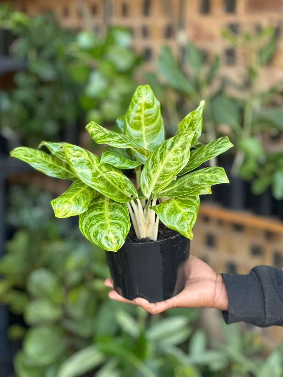 Small Chinese Evergreen Golden Spoon